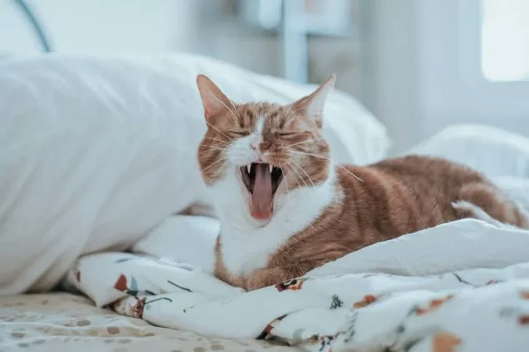 How to Keep Your Cat Healthy at Home How to keep your cat healthy at home